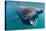 Basking Shark (Cetorhinus Maximus) Feeding in Open Water, Cornwall, England, UK, June-Alex Mustard-Stretched Canvas