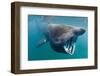 Basking Shark (Cetorhinus Maximus) Feeding in Open Water, Cornwall, England, UK, June-Alex Mustard-Framed Photographic Print