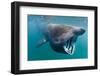 Basking Shark (Cetorhinus Maximus) Feeding in Open Water, Cornwall, England, UK, June-Alex Mustard-Framed Photographic Print