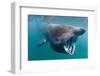 Basking Shark (Cetorhinus Maximus) Feeding in Open Water, Cornwall, England, UK, June-Alex Mustard-Framed Photographic Print