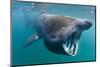 Basking Shark (Cetorhinus Maximus) Feeding in Open Water, Cornwall, England, UK, June-Alex Mustard-Mounted Photographic Print