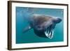 Basking Shark (Cetorhinus Maximus) Feeding in Open Water, Cornwall, England, UK, June-Alex Mustard-Framed Photographic Print