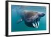 Basking Shark (Cetorhinus Maximus) Feeding in Open Water, Cornwall, England, UK, June-Alex Mustard-Framed Photographic Print