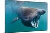 Basking Shark (Cetorhinus Maximus) Feeding in Open Water, Cornwall, England, UK, June-Alex Mustard-Mounted Photographic Print