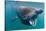 Basking Shark (Cetorhinus Maximus) Feeding in Open Water, Cornwall, England, UK, June-Alex Mustard-Stretched Canvas