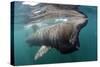 Basking Shark (Cetorhinus Maximus) Feeding Just Below the Surface, Mull, Scotland, June 2009-Sá-Stretched Canvas