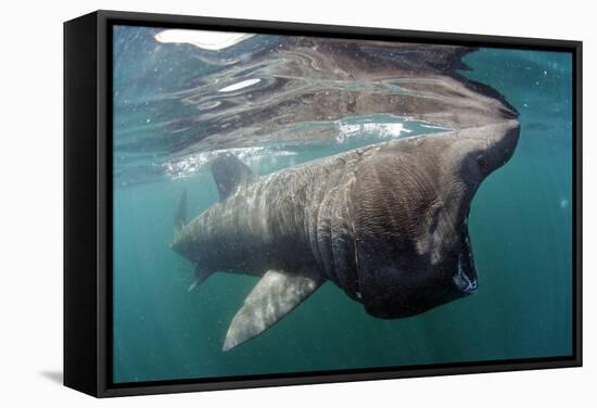 Basking Shark (Cetorhinus Maximus) Feeding Just Below the Surface, Mull, Scotland, June 2009-Sá-Framed Stretched Canvas