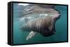 Basking Shark (Cetorhinus Maximus) Feeding Just Below the Surface, Mull, Scotland, June 2009-Sá-Framed Stretched Canvas