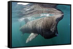 Basking Shark (Cetorhinus Maximus) Feeding Just Below the Surface, Mull, Scotland, June 2009-Sá-Framed Stretched Canvas