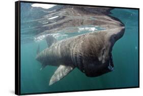 Basking Shark (Cetorhinus Maximus) Feeding Just Below the Surface, Mull, Scotland, June 2009-Sá-Framed Stretched Canvas