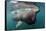 Basking Shark (Cetorhinus Maximus) Feeding Just Below the Surface, Mull, Scotland, June 2009-Sá-Framed Stretched Canvas
