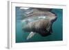 Basking Shark (Cetorhinus Maximus) Feeding Just Below the Surface, Mull, Scotland, June 2009-Sá-Framed Photographic Print