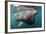 Basking Shark (Cetorhinus Maximus) Feeding Just Below the Surface, Mull, Scotland, June 2009-Sá-Framed Photographic Print