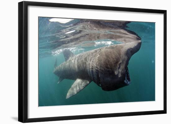 Basking Shark (Cetorhinus Maximus) Feeding Just Below the Surface, Mull, Scotland, June 2009-Sá-Framed Photographic Print