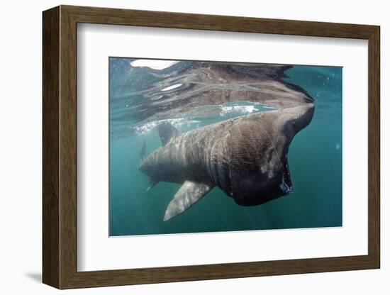 Basking Shark (Cetorhinus Maximus) Feeding Just Below the Surface, Mull, Scotland, June 2009-Sá-Framed Photographic Print