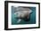 Basking Shark (Cetorhinus Maximus) Feeding Just Below the Surface, Mull, Scotland, June 2009-Sá-Framed Photographic Print