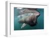 Basking Shark (Cetorhinus Maximus) Feeding Just Below the Surface, Mull, Scotland, June 2009-Sá-Framed Photographic Print