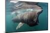 Basking Shark (Cetorhinus Maximus) Feeding Just Below the Surface, Mull, Scotland, June 2009-Sá-Mounted Photographic Print