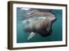 Basking Shark (Cetorhinus Maximus) Feeding Just Below the Surface, Mull, Scotland, June 2009-Sá-Framed Photographic Print