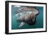 Basking Shark (Cetorhinus Maximus) Feeding Just Below the Surface, Mull, Scotland, June 2009-Sá-Framed Photographic Print