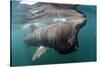 Basking Shark (Cetorhinus Maximus) Feeding Just Below the Surface, Mull, Scotland, June 2009-Sá-Stretched Canvas