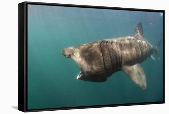 Basking Shark (Cetorhinus Maximus) Feeding, Mull, Scotland, June 2009-Sá-Framed Stretched Canvas