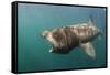 Basking Shark (Cetorhinus Maximus) Feeding, Mull, Scotland, June 2009-Sá-Framed Stretched Canvas