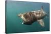 Basking Shark (Cetorhinus Maximus) Feeding, Mull, Scotland, June 2009-Sá-Stretched Canvas