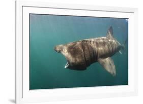 Basking Shark (Cetorhinus Maximus) Feeding, Mull, Scotland, June 2009-Sá-Framed Photographic Print