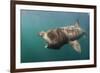 Basking Shark (Cetorhinus Maximus) Feeding, Mull, Scotland, June 2009-Sá-Framed Photographic Print