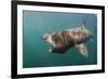 Basking Shark (Cetorhinus Maximus) Feeding, Mull, Scotland, June 2009-Sá-Framed Photographic Print