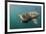 Basking Shark (Cetorhinus Maximus) Feeding, Mull, Scotland, June 2009-Sá-Framed Photographic Print