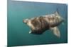 Basking Shark (Cetorhinus Maximus) Feeding, Mull, Scotland, June 2009-Sá-Mounted Photographic Print