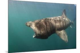 Basking Shark (Cetorhinus Maximus) Feeding, Mull, Scotland, June 2009-Sá-Mounted Photographic Print