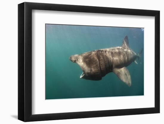 Basking Shark (Cetorhinus Maximus) Feeding, Mull, Scotland, June 2009-Sá-Framed Photographic Print