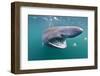 Basking Shark (Cetorhinus Maximus) Feeding on Plankton around the Island of Coll, Scotland, UK-Alex Mustard-Framed Photographic Print