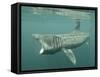 Basking Shark (Cetorhinus Maximus) Feeding on Plankton, Hebrides, Scotland, United Kingdom, Europe-Mark Harding-Framed Stretched Canvas