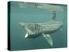 Basking Shark (Cetorhinus Maximus) Feeding on Plankton, Hebrides, Scotland, United Kingdom, Europe-Mark Harding-Stretched Canvas