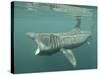 Basking Shark (Cetorhinus Maximus) Feeding on Plankton, Hebrides, Scotland, United Kingdom, Europe-Mark Harding-Stretched Canvas