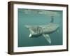 Basking Shark (Cetorhinus Maximus) Feeding on Plankton, Hebrides, Scotland, United Kingdom, Europe-Mark Harding-Framed Photographic Print