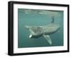 Basking Shark (Cetorhinus Maximus) Feeding on Plankton, Hebrides, Scotland, United Kingdom, Europe-Mark Harding-Framed Photographic Print