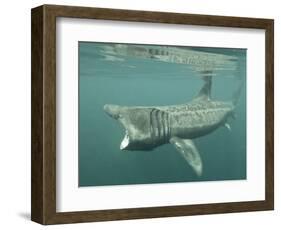 Basking Shark (Cetorhinus Maximus) Feeding on Plankton, Hebrides, Scotland, United Kingdom, Europe-Mark Harding-Framed Photographic Print