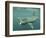 Basking Shark (Cetorhinus Maximus) Feeding on Plankton, Hebrides, Scotland, United Kingdom, Europe-Mark Harding-Framed Photographic Print