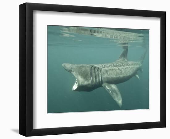 Basking Shark (Cetorhinus Maximus) Feeding on Plankton, Hebrides, Scotland, United Kingdom, Europe-Mark Harding-Framed Photographic Print