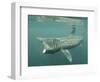 Basking Shark (Cetorhinus Maximus) Feeding on Plankton, Hebrides, Scotland, United Kingdom, Europe-Mark Harding-Framed Photographic Print