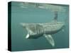 Basking Shark (Cetorhinus Maximus) Feeding on Plankton, Hebrides, Scotland, United Kingdom, Europe-Mark Harding-Stretched Canvas