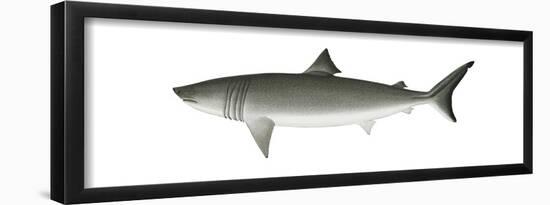 Basking Shark (Cetorhinus Maximus), Fishes-Encyclopaedia Britannica-Framed Poster