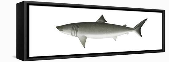 Basking Shark (Cetorhinus Maximus), Fishes-Encyclopaedia Britannica-Framed Stretched Canvas