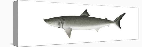 Basking Shark (Cetorhinus Maximus), Fishes-Encyclopaedia Britannica-Stretched Canvas