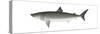 Basking Shark (Cetorhinus Maximus), Fishes-Encyclopaedia Britannica-Stretched Canvas